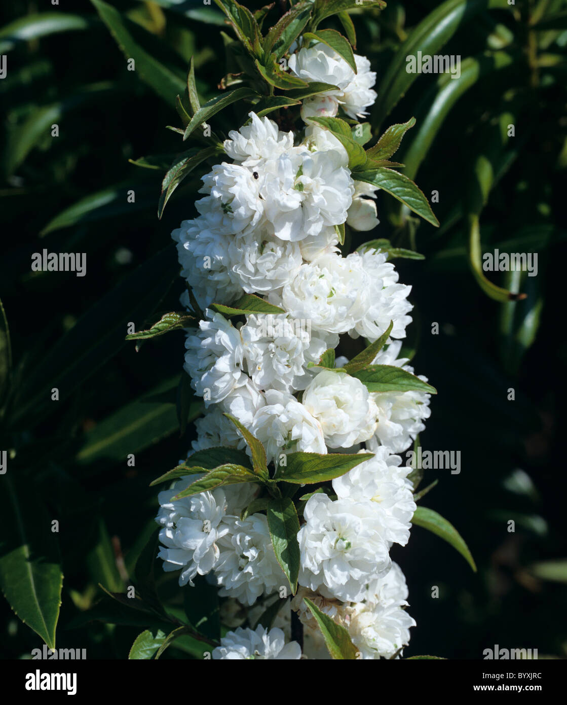 Prunus Glandulosa 'Alba Plena' Zierkirsche Stockfoto