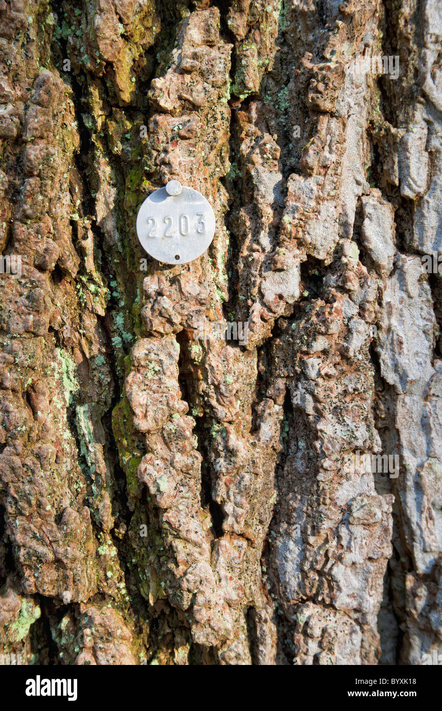 Alu Aluminium Baum-Tag auf Eichenrinde Stockfoto
