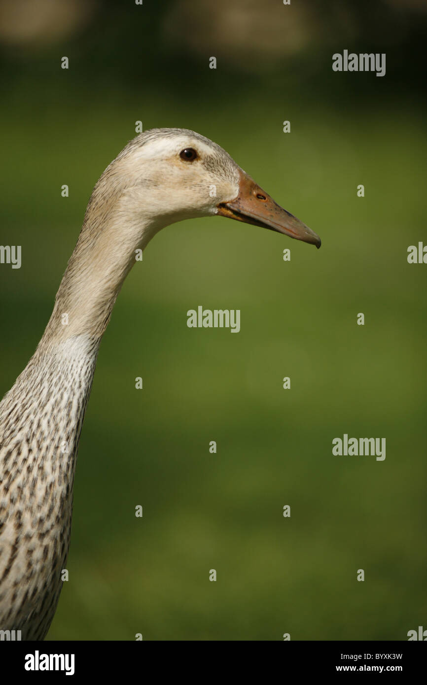 Indische Laufente / Ente Stockfoto