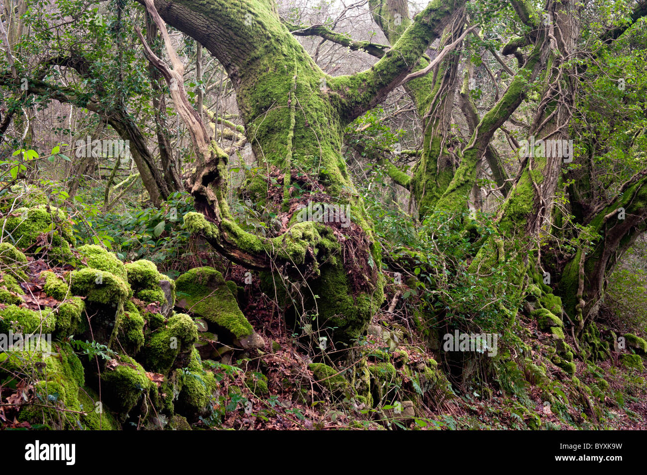 Eschen in alten Steinmauern, verdreht und Moos bedeckt. The Hudnalls National Nature Reserve, Wye Valley, Gloucestershire Stockfoto