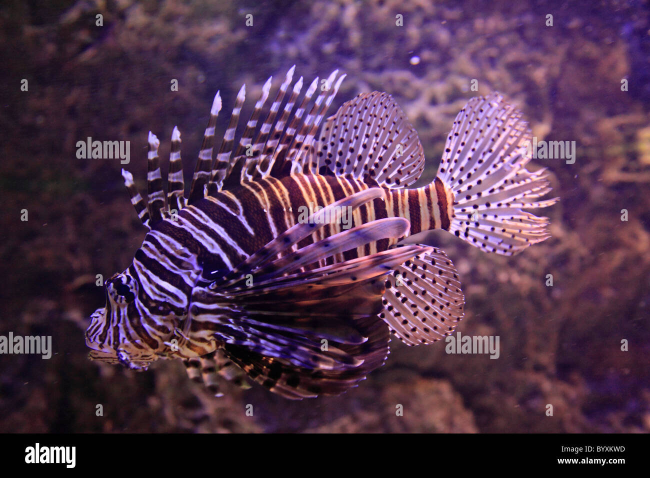 Kuwait, Kuwait-Stadt, Aquarium, Rotfeuerfische, Pterios Meilen Stockfoto