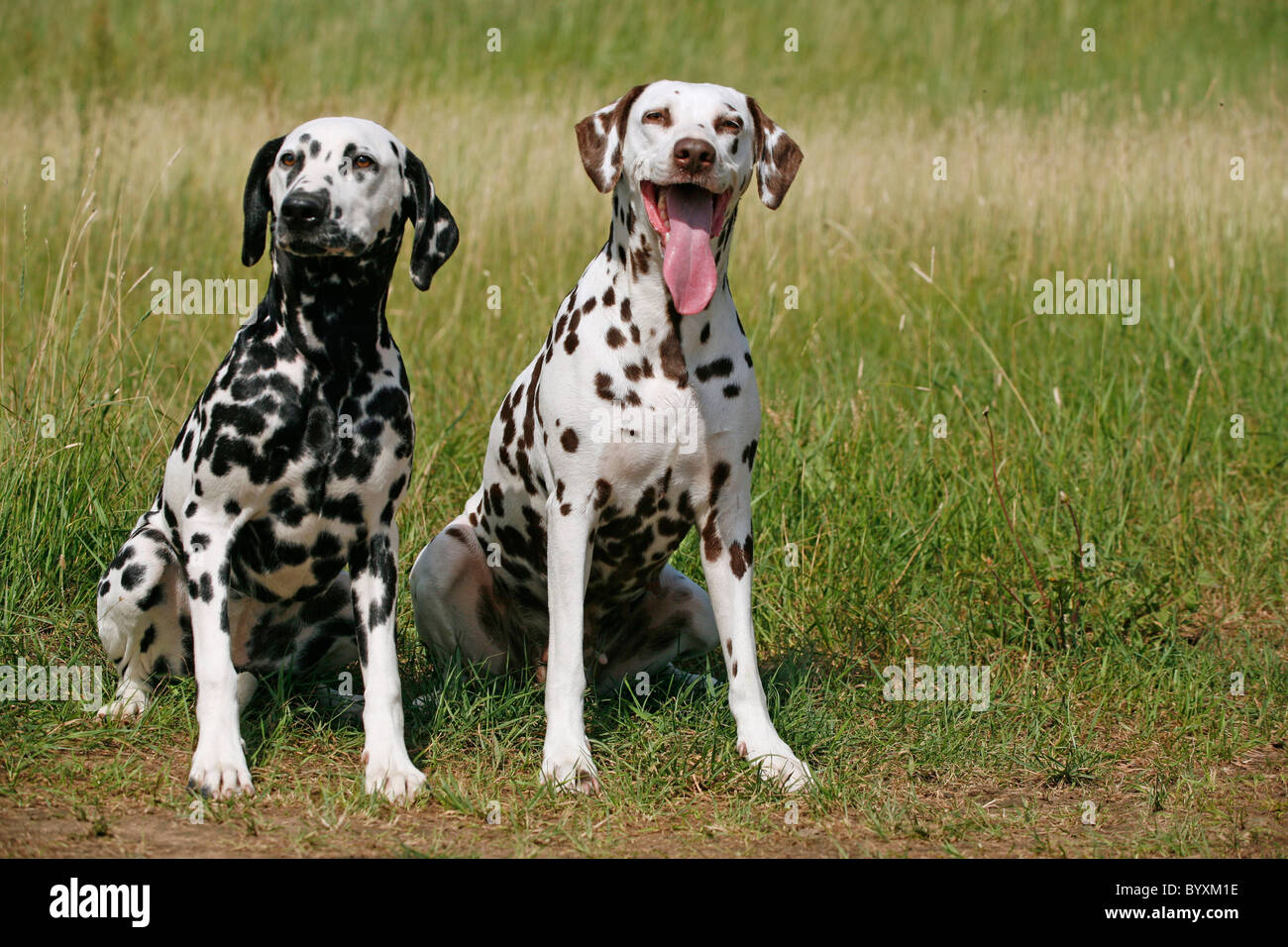 Two Dalmatian Dogs Meadow Stockfotos und  bilder Kaufen   Alamy