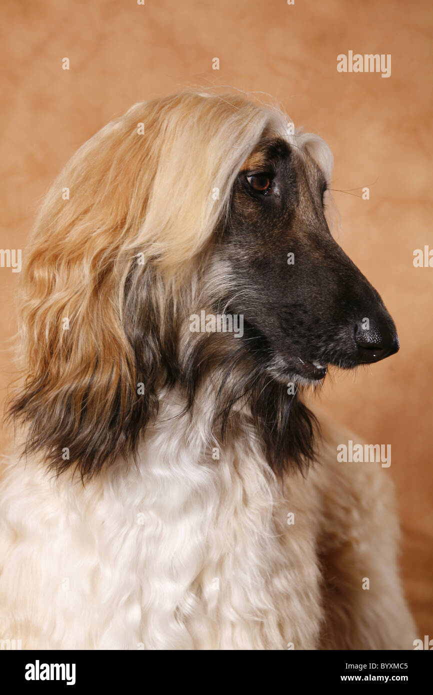 Afghanischer Windhund / Afghanischer Windhund Stockfoto