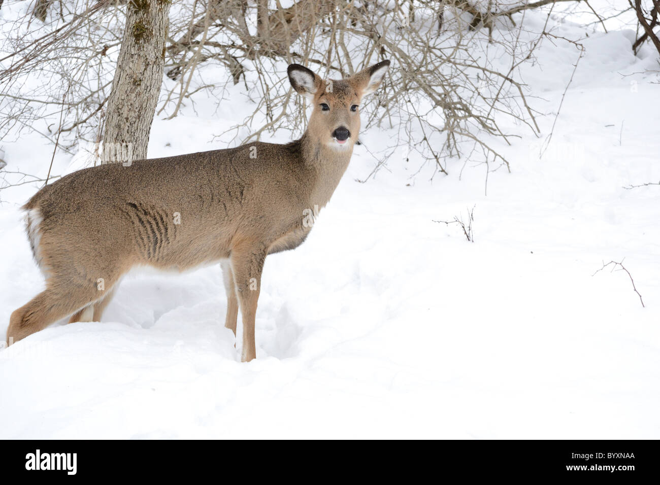 Whitetail Deer Doe stehen in den Wäldern im Winter. Stockfoto