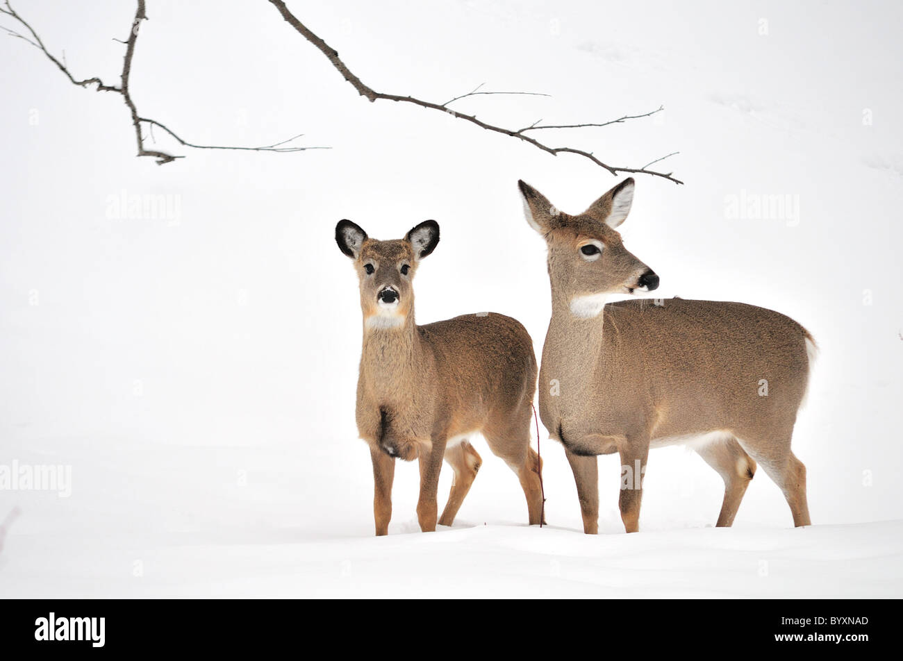 Whitetail Deer Jährling stehen in den Wäldern im Winter. Stockfoto