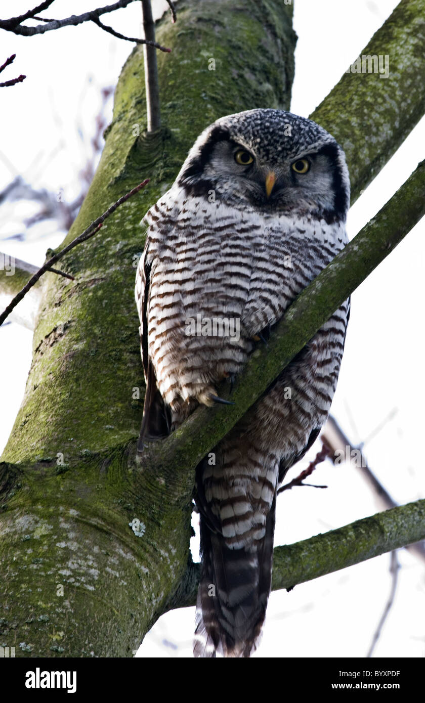 Hawk Owl.Surnia ulula Stockfoto