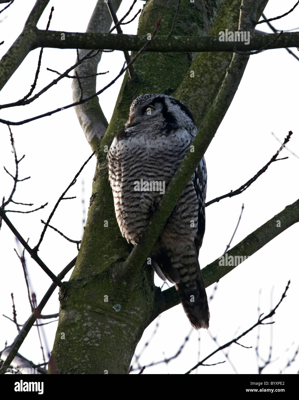 Hawk Owl.Surnia Ulula, Stockfoto