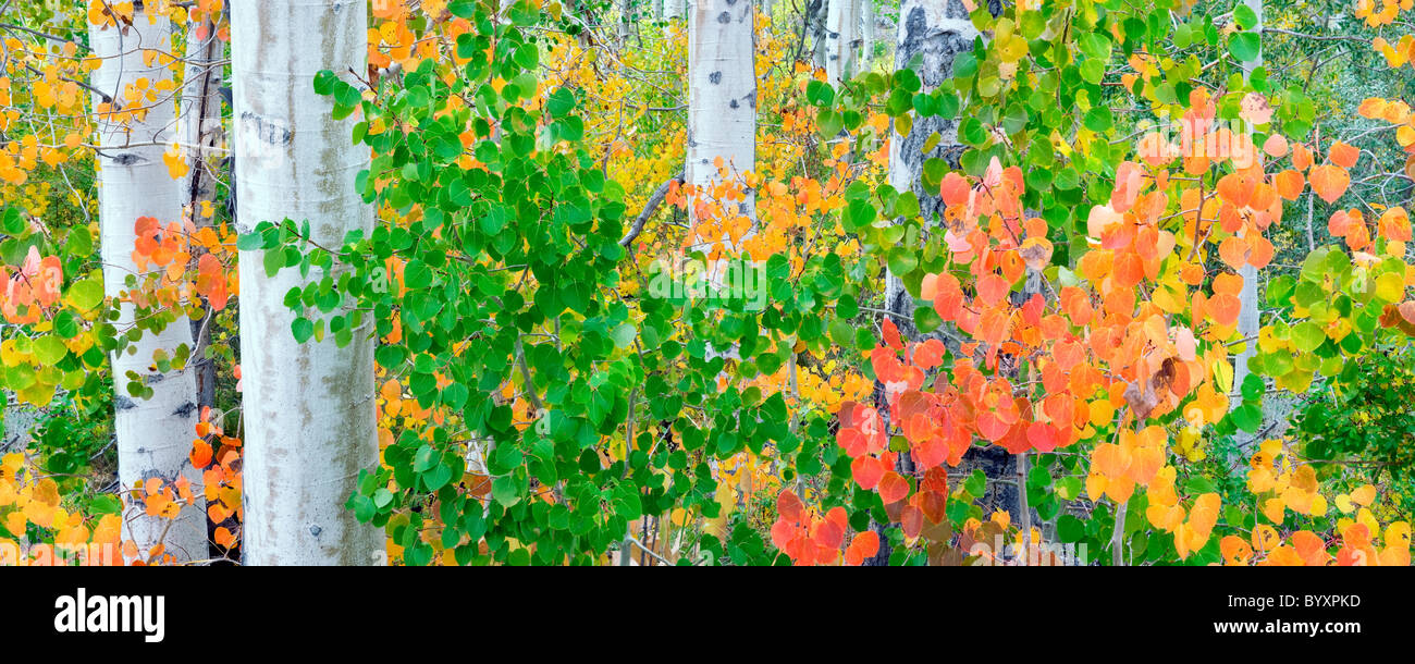 Rot, Blätter gelbe grüne und orange Espen. Inyo National Forest. California Stockfoto