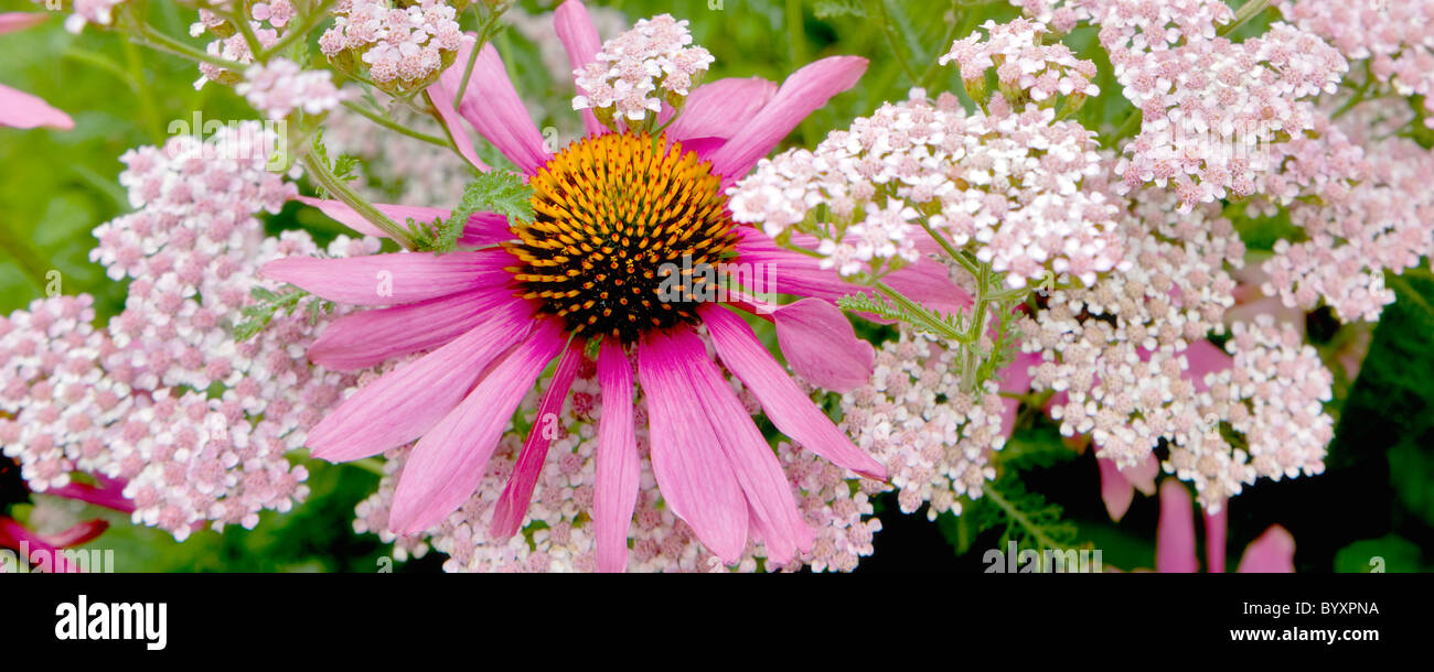 Magnus Sonnenhut (Echincacea Purpurea). Oregon-Gärten, Oregon Stockfoto