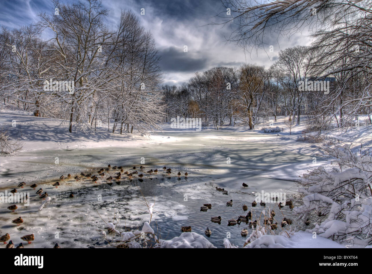 Enten zu sammeln, um einen kleinen Bereich des geöffneten Wassers am Pool am Nordende des Central Parks am Morgen nach einem Schneefall Stockfoto