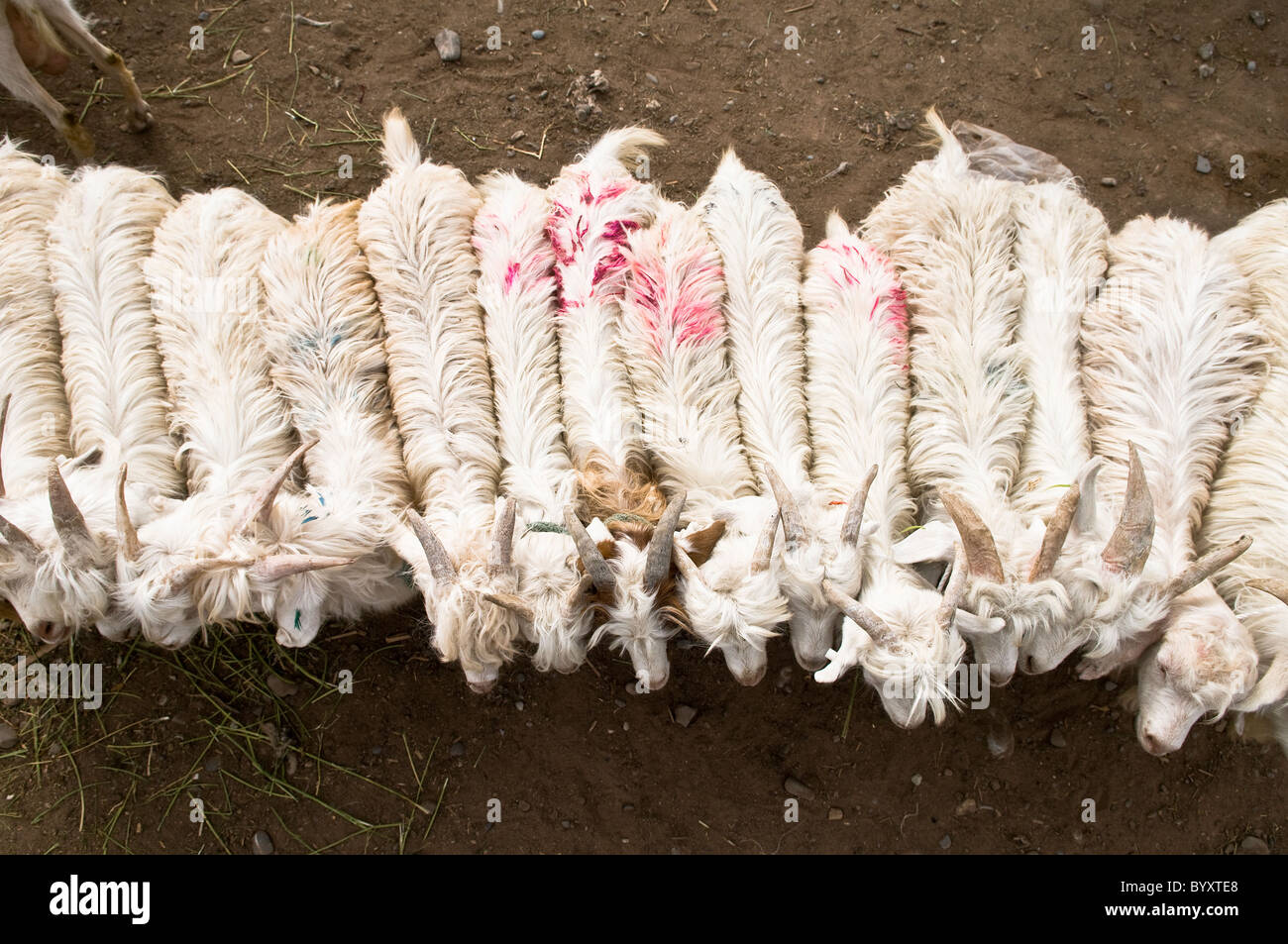 Schafe in der bunten Sonntagsmarkt in Kashgar, Xinjiang aufgereiht. Stockfoto