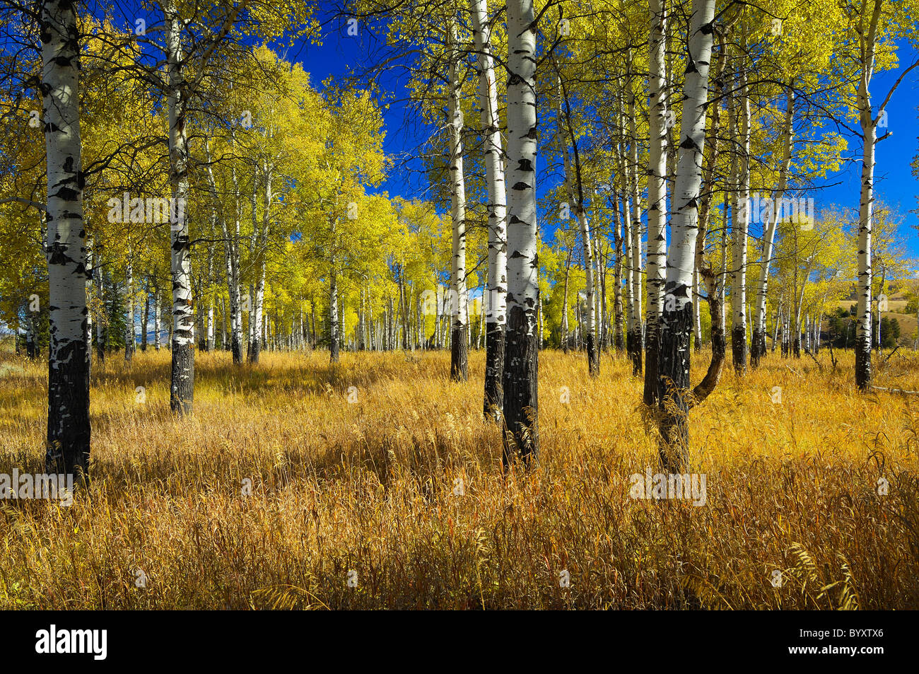 Grand Teton Espen Stockfoto