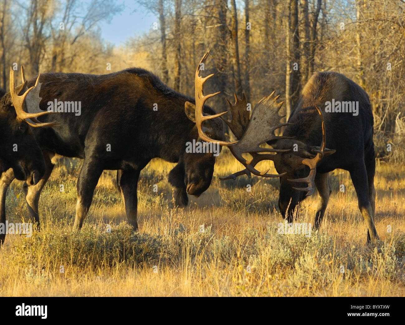 Bull Moose sparring bei Sonnenuntergang im Grand Teton National Park. Stockfoto