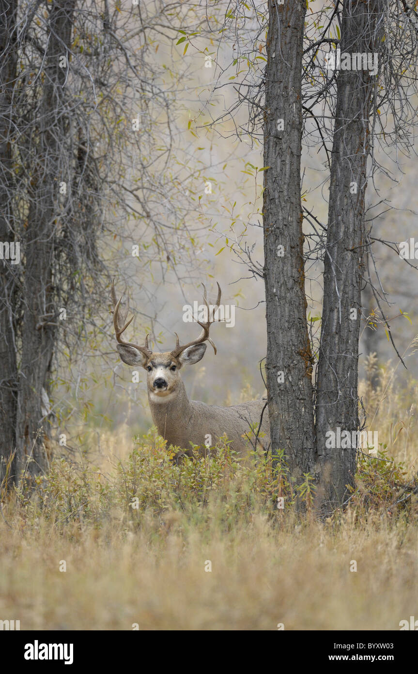 Majestätische Mule Deer buck im magischen Wald. Stockfoto