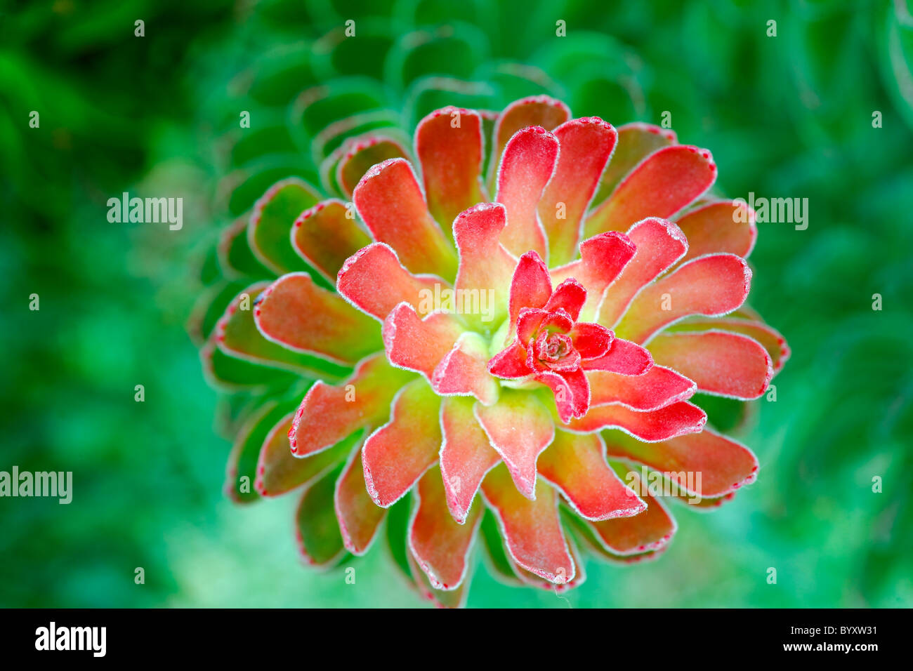 Mimetes Blume im Botanischen Garten Kirstenbosch, Cape Town, Südafrika Stockfoto