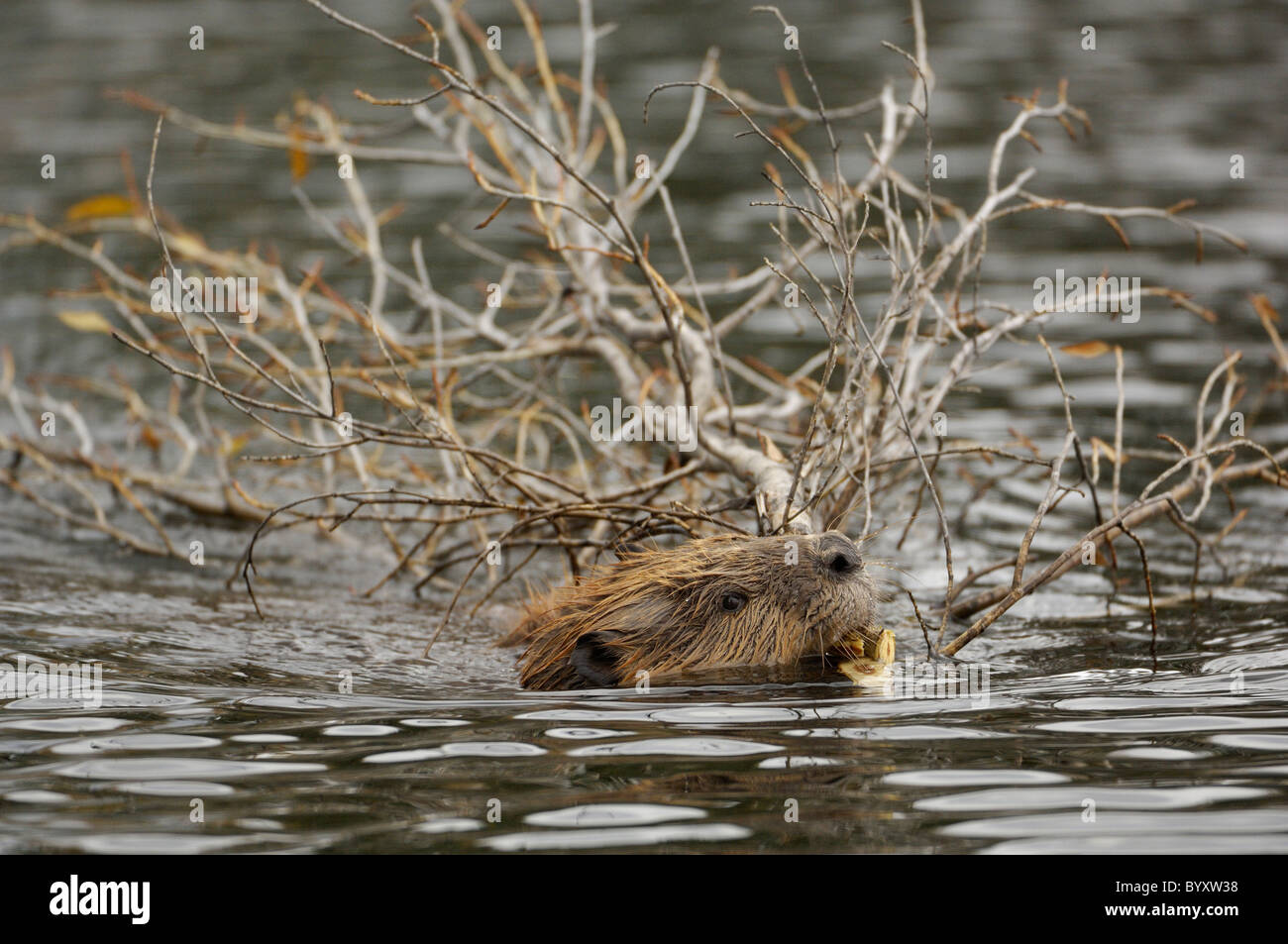 Schwimmen-Biber mit Ast Stockfoto