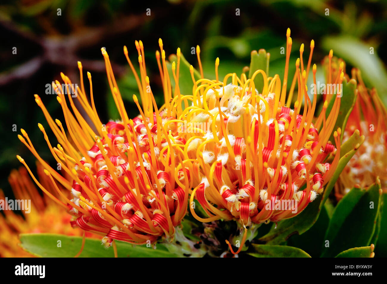 Nadelkissen Blume im Botanischen Garten Kirstenbosch, Cape Town, Südafrika Stockfoto