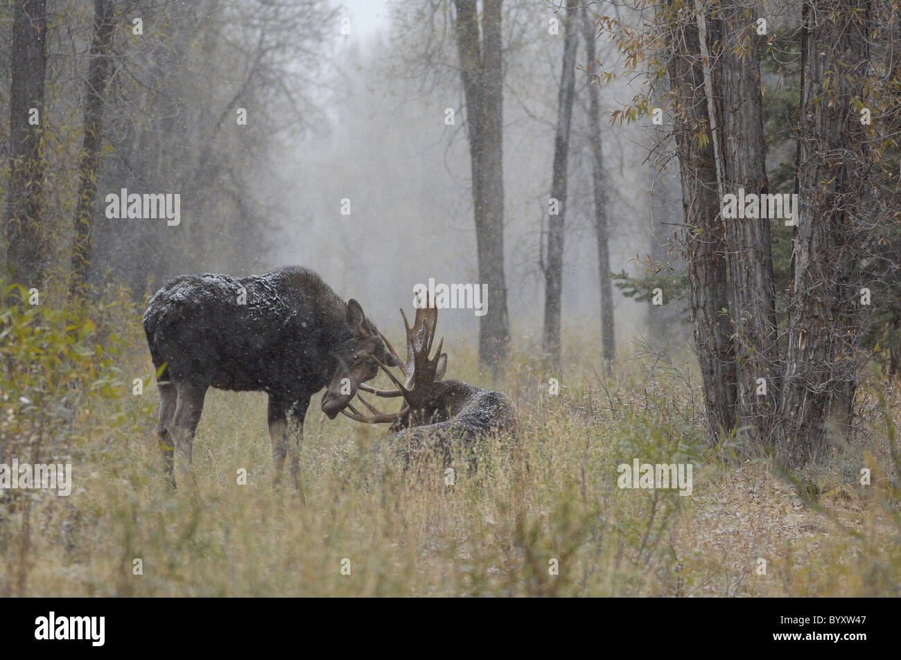 Weibliche Elche nähert sich einen Elchbullen während der Paarungszeit im Grand Teton National Park. Stockfoto