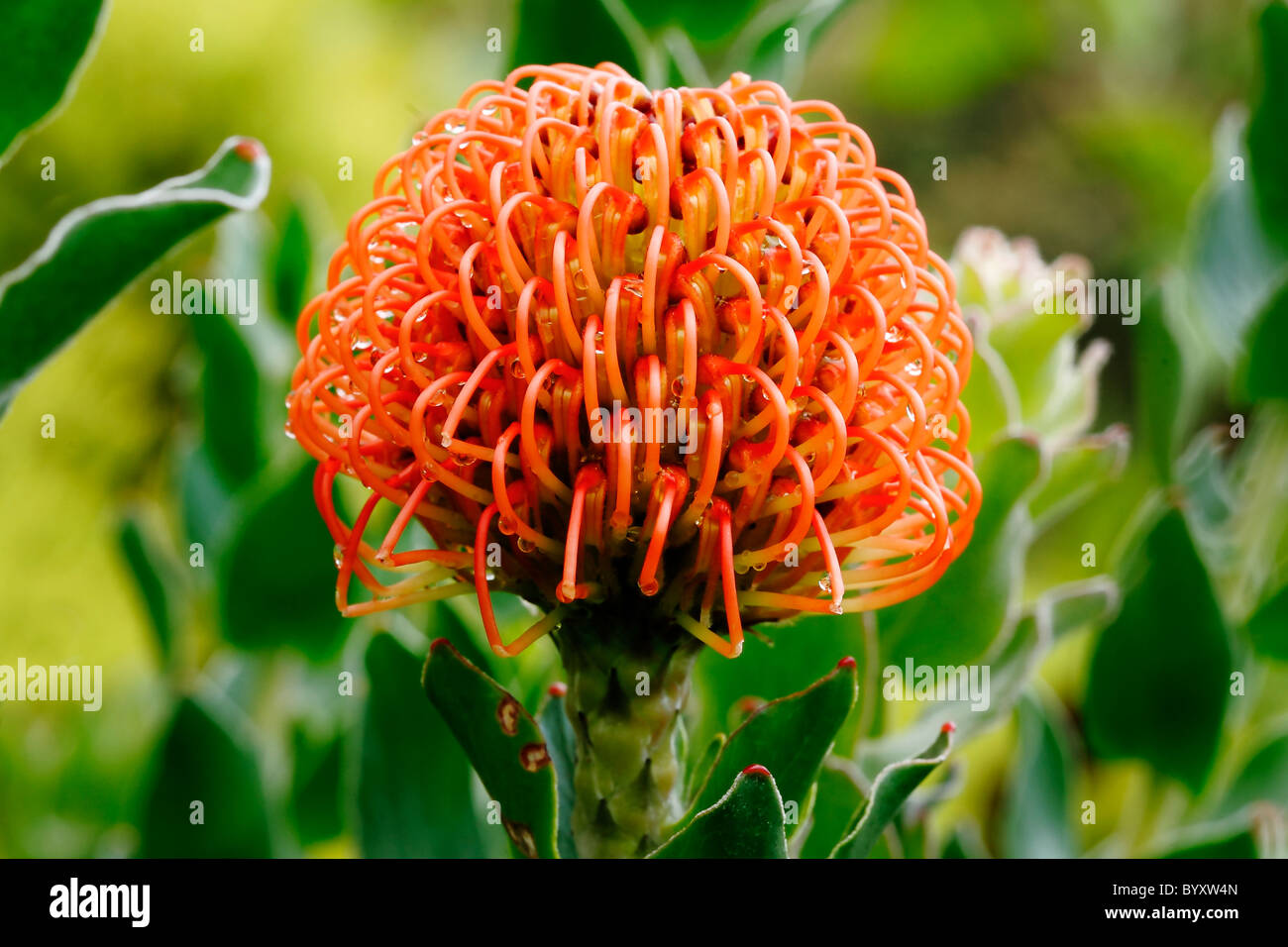 Nadelkissen Blume im Botanischen Garten Kirstenbosch, Cape Town, Südafrika Stockfoto