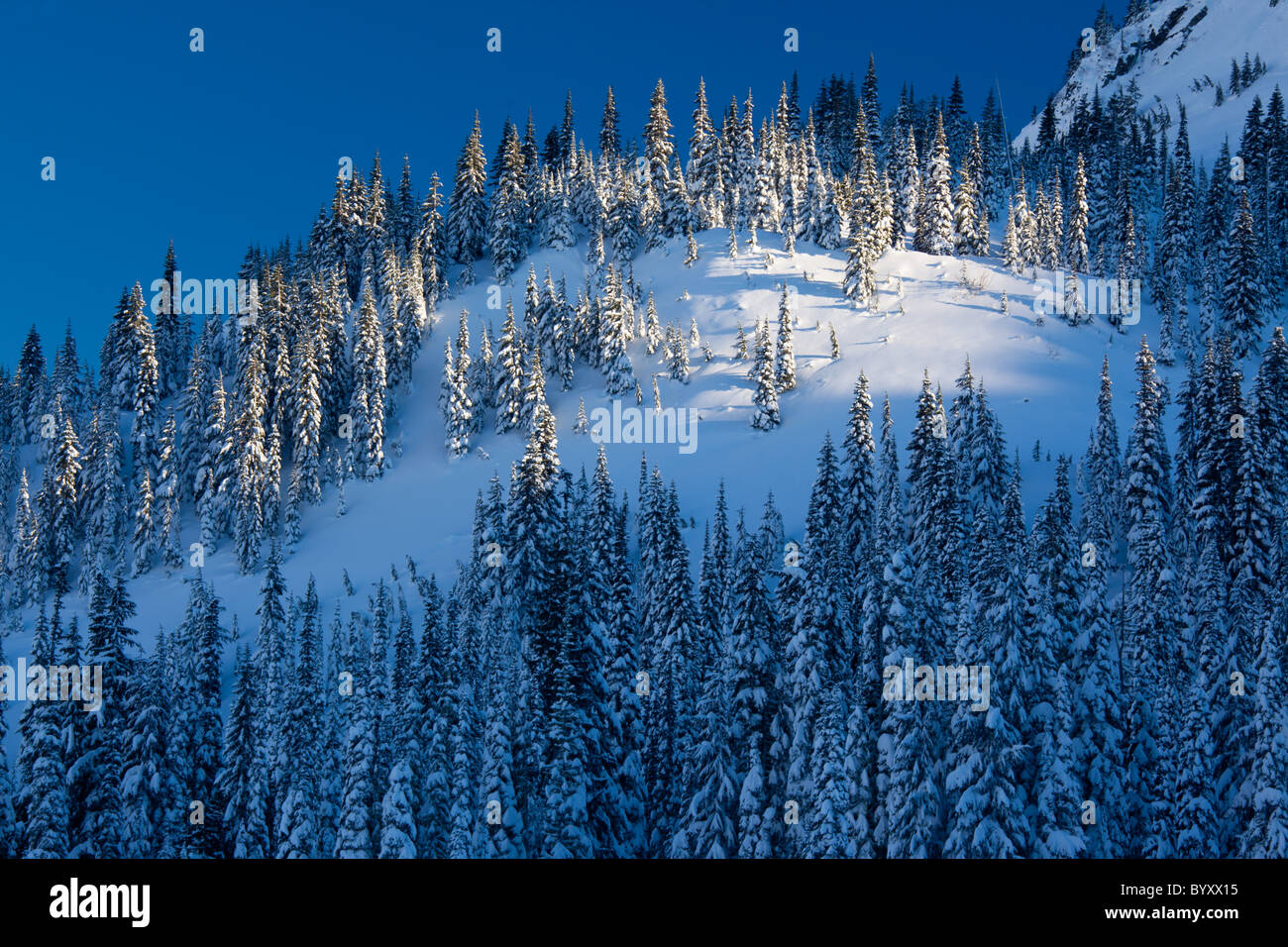 Mount Rainier Nationalpark wird ein Winter-Wunderland im Winter mit Schnee bedeckten Bäume und Trails für Schneeschuhwandern und Skifahren Stockfoto