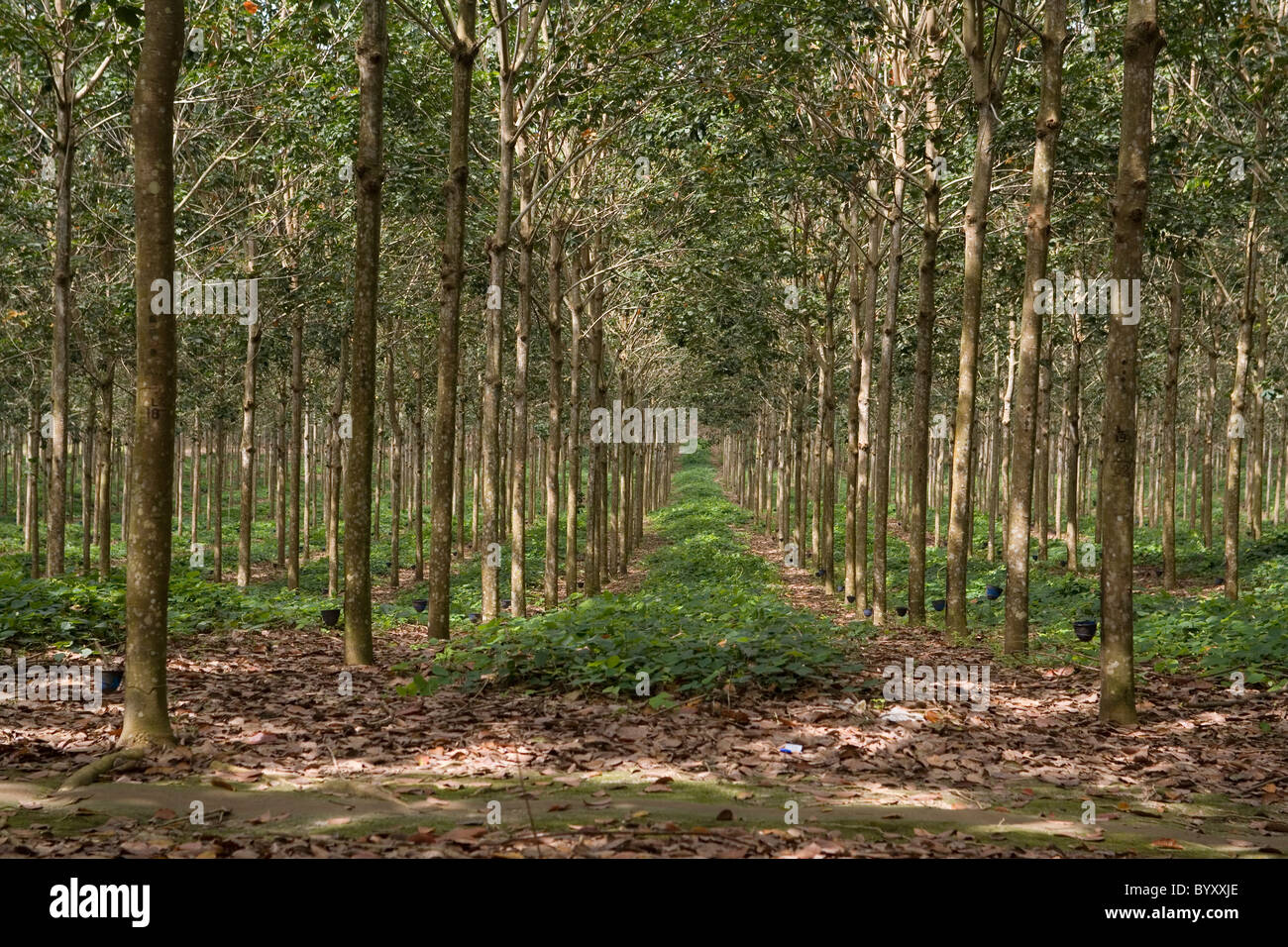 Indonesien Sumatra Kautschuk geglätteten Stockfoto