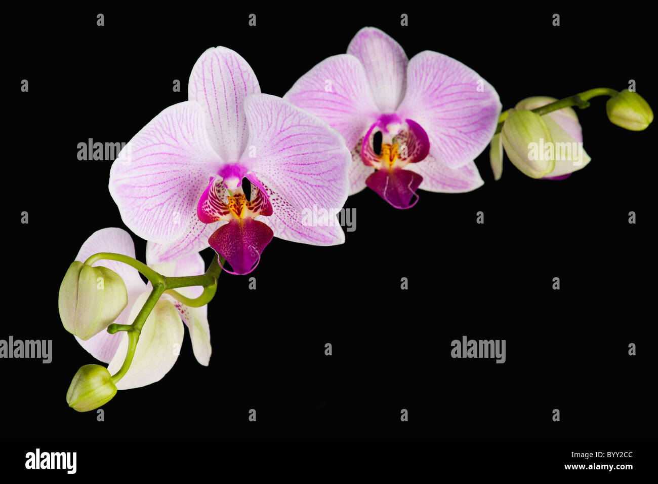 Blüte rosa Orchidee Pflanze auf schwarzem Hintergrund isoliert Stockfoto