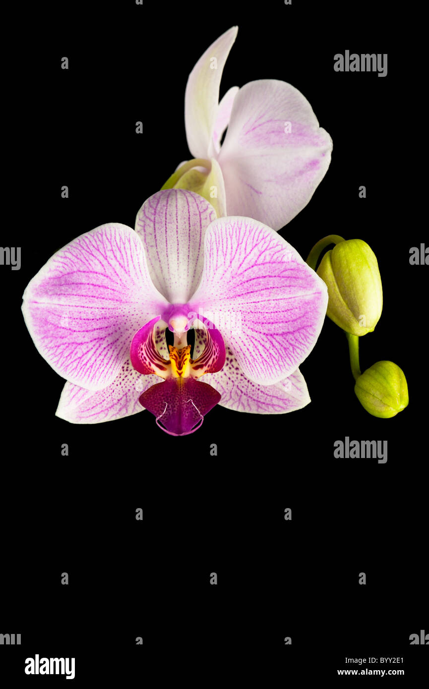 Blüte rosa Orchidee Pflanze auf schwarzem Hintergrund isoliert Stockfoto