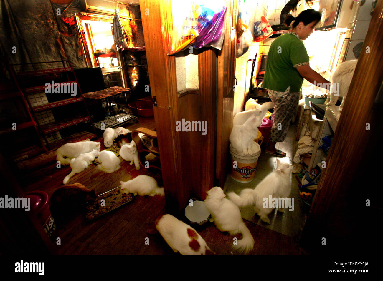 ZU viele Katzen verwöhnen die Brühe A Restaurantbesitzer ist in Gefahr, den elterlichen Betrieb zu verlieren, weil ihre Sammlung von 180 Stockfoto