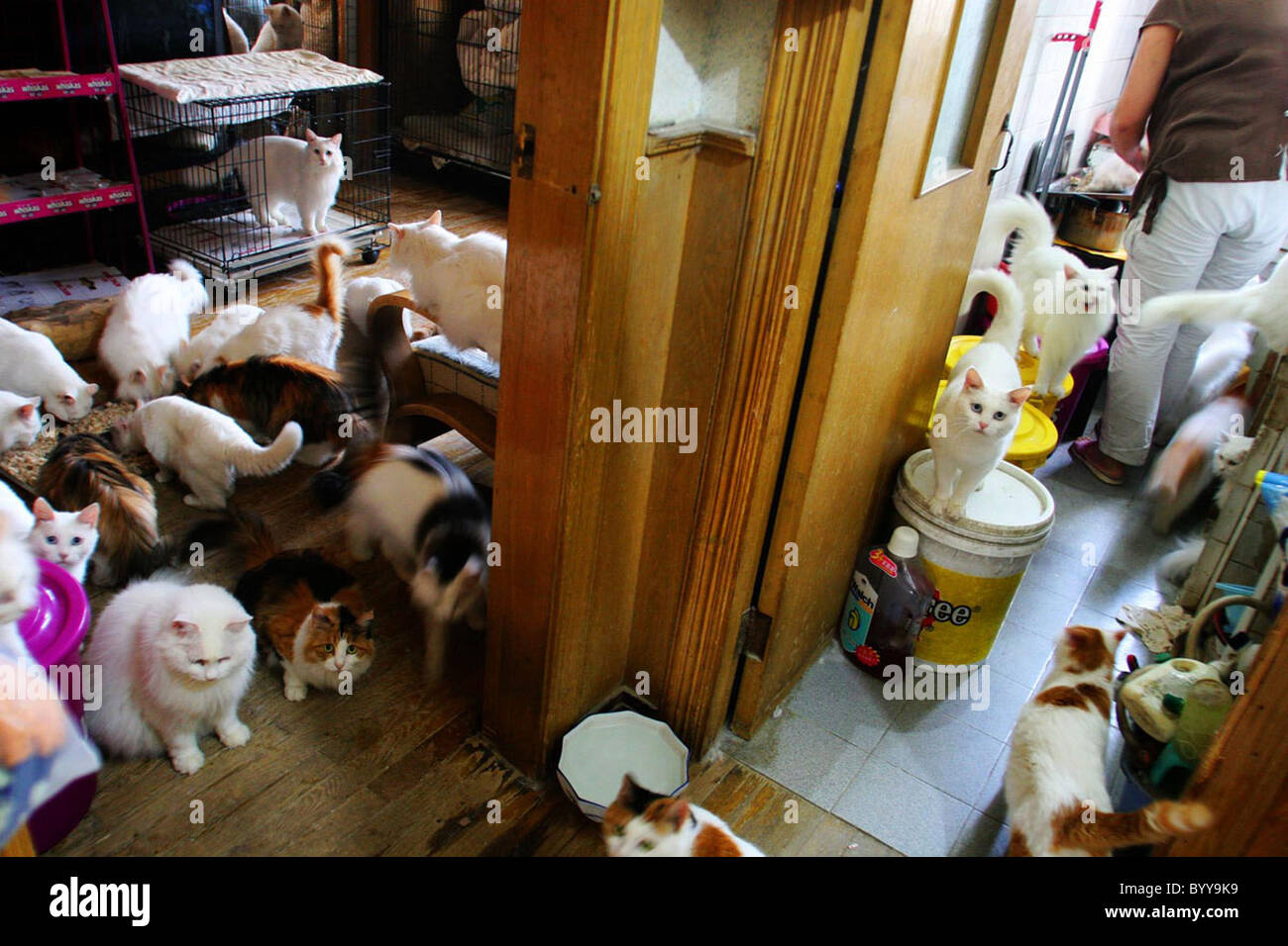 ZU viele Katzen verwöhnen die Brühe A Restaurantbesitzer ist in Gefahr, den elterlichen Betrieb zu verlieren, weil ihre Sammlung von 180 Stockfoto