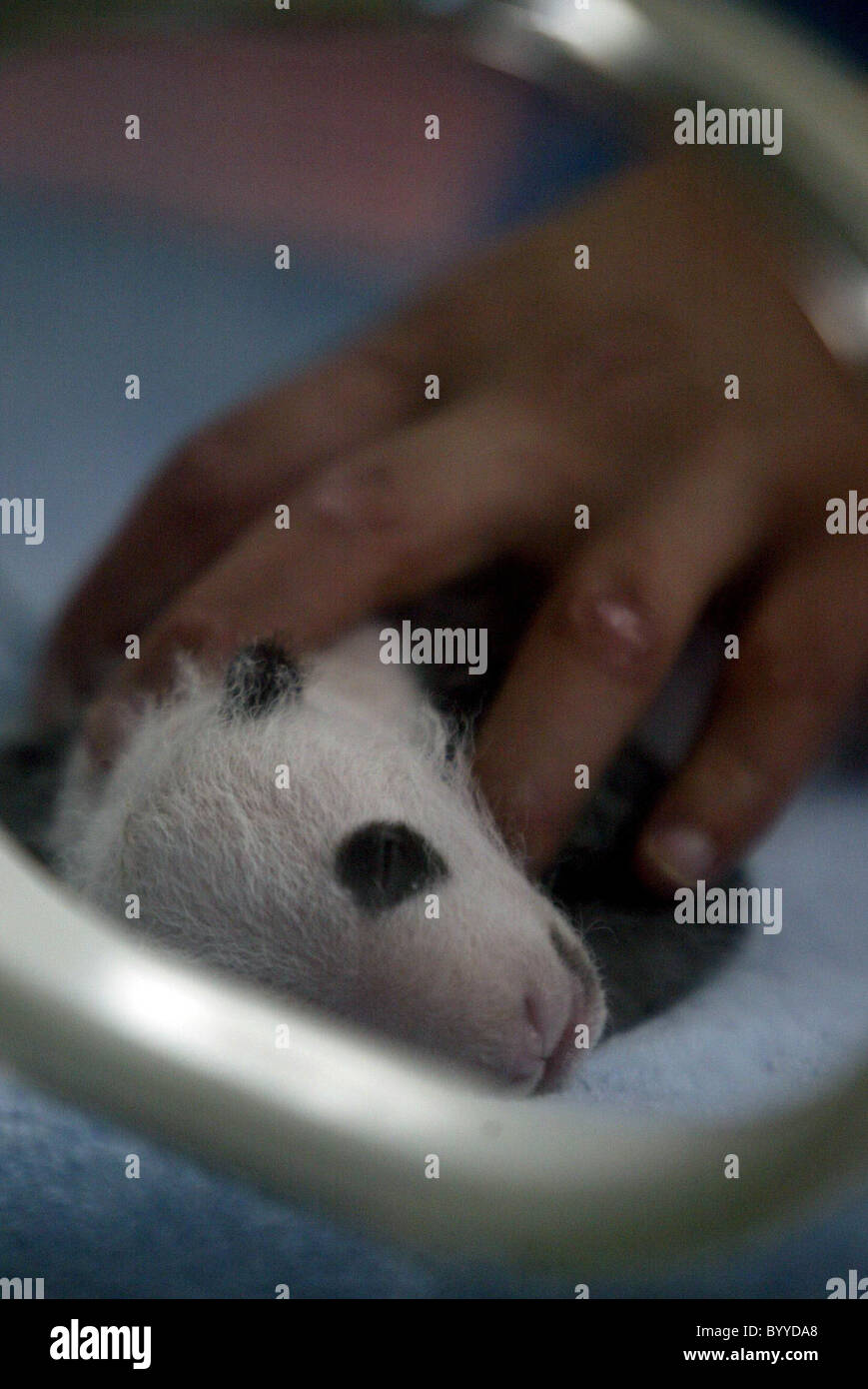 * PANDA-Zwillinge zeigen diese Bilder eines Panda Cub Zwillinge in Chengdu Giant Panda Breeding Center in Chengdu, Hauptstadt der Stockfoto