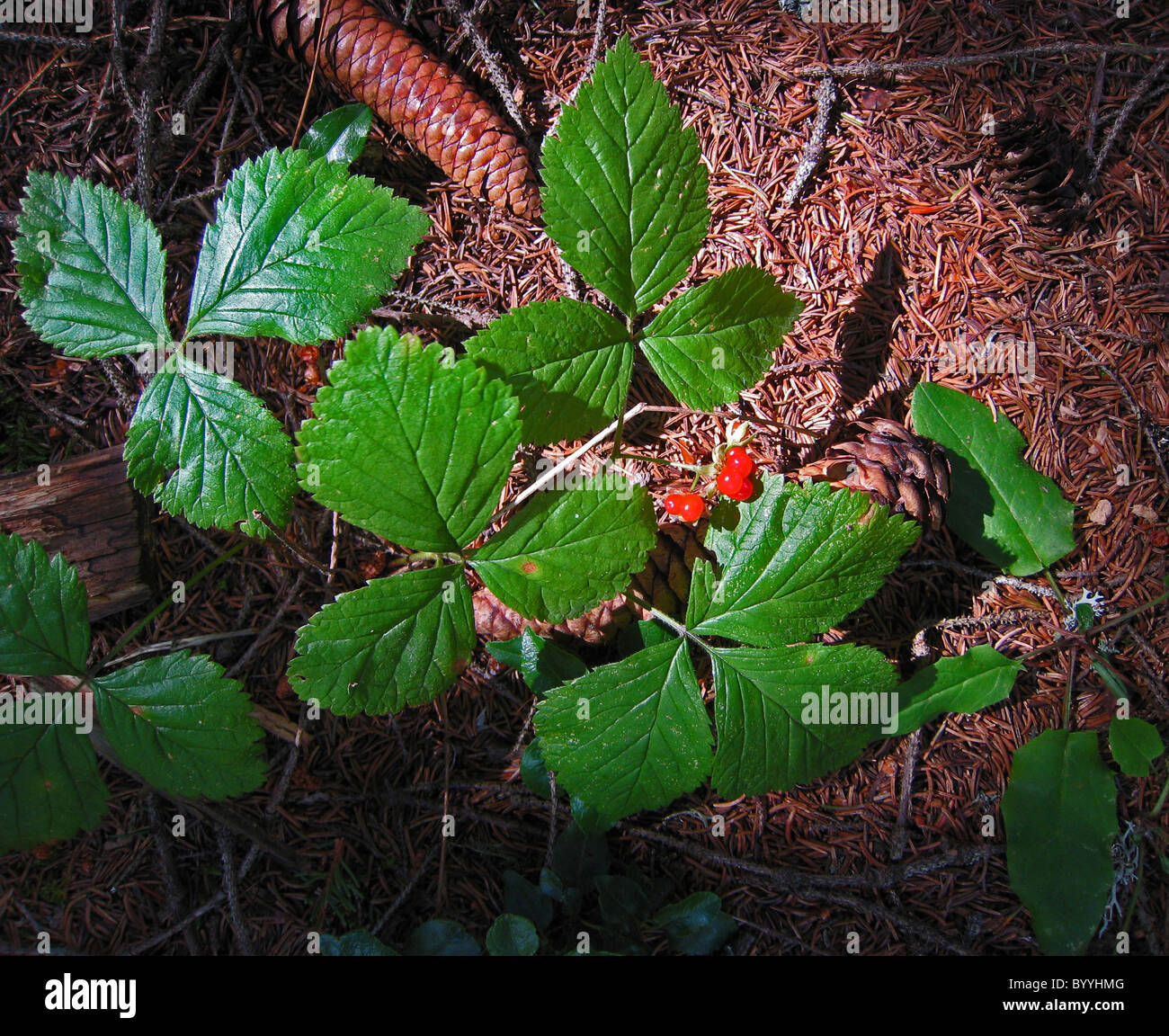 Ribes Alpinum. Stockfoto