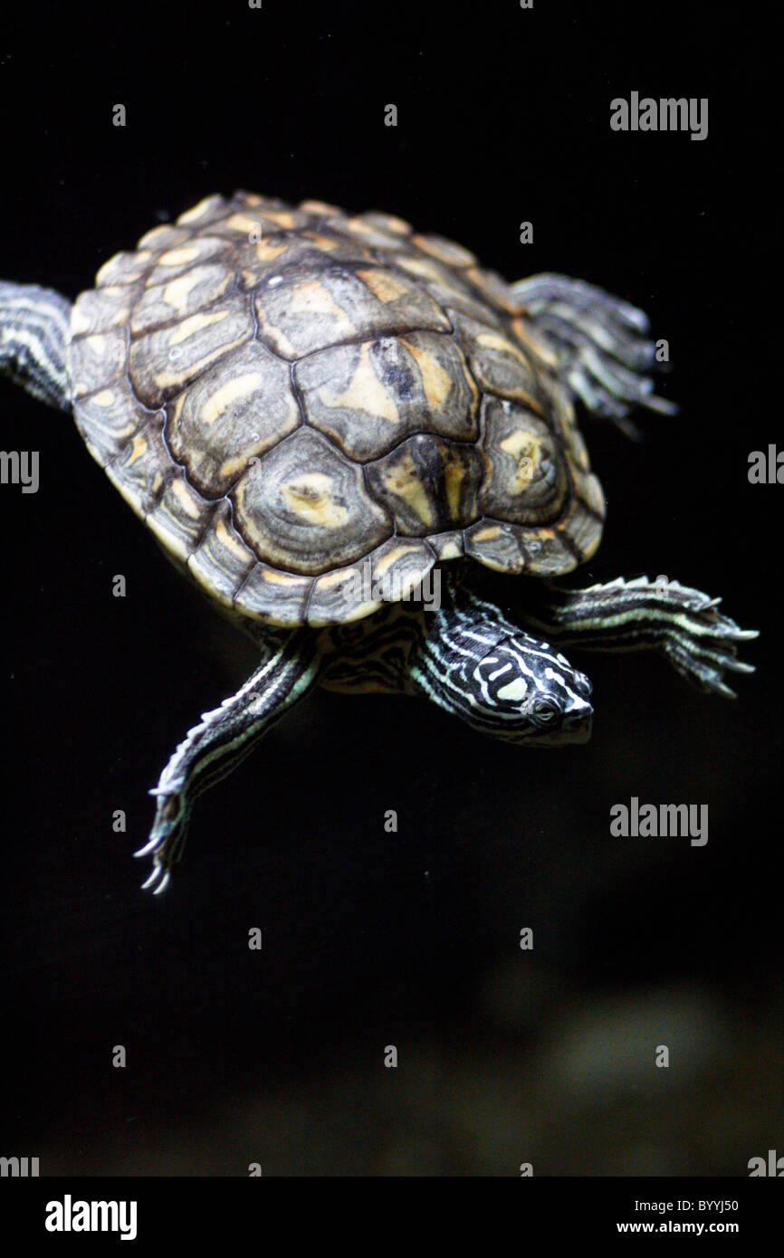 Schildkröte Schwimmen unter Wasser Stockfoto