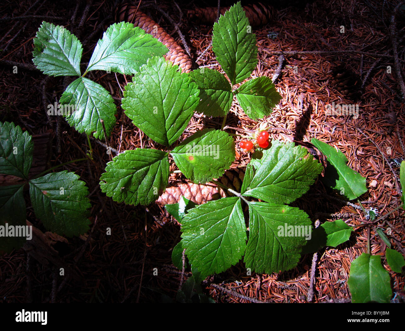 Ribes Alpinum. Stockfoto