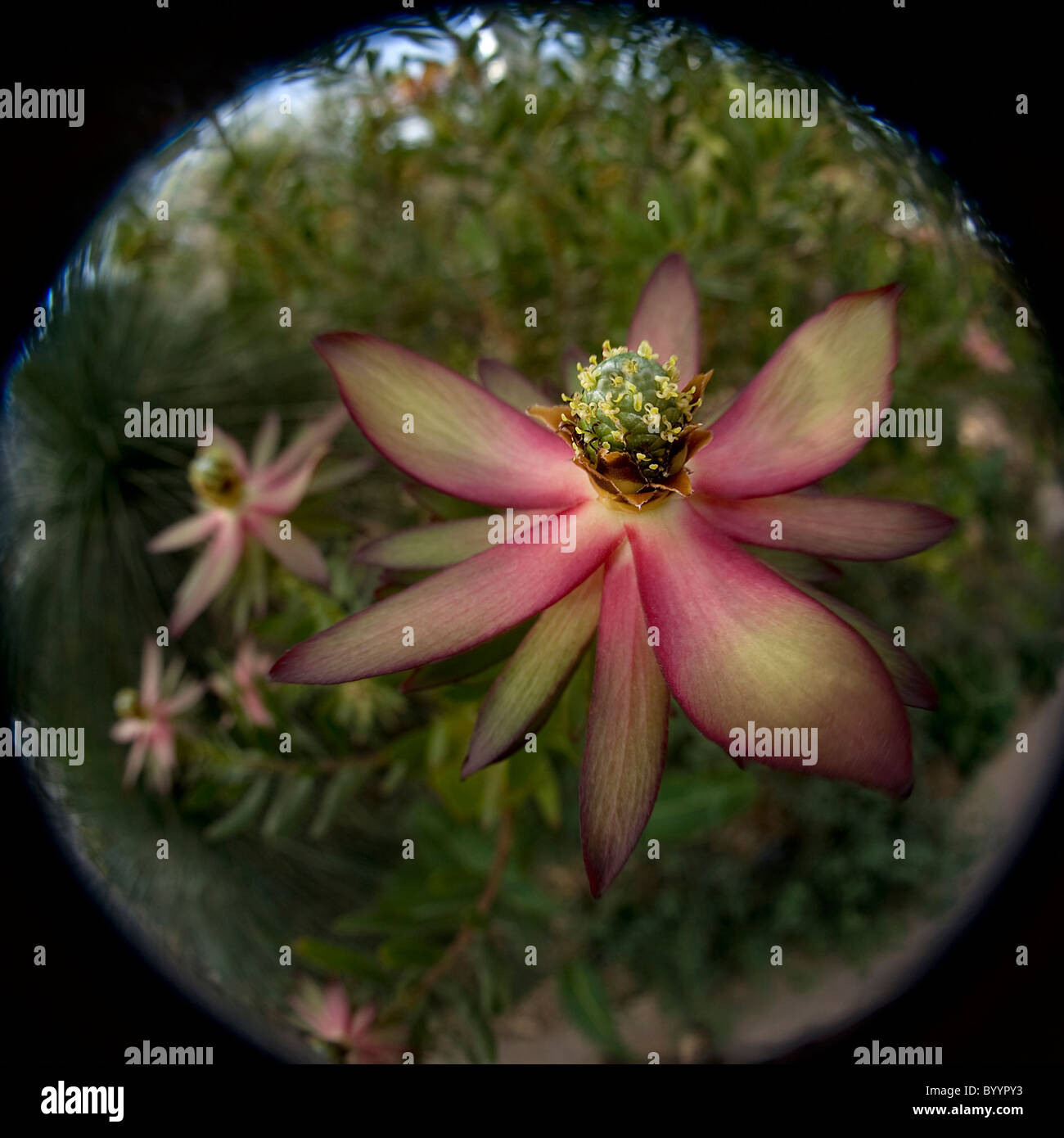 Ein Fischaugen-Bild von Leucadendron 'Safari Sunset' Stockfoto