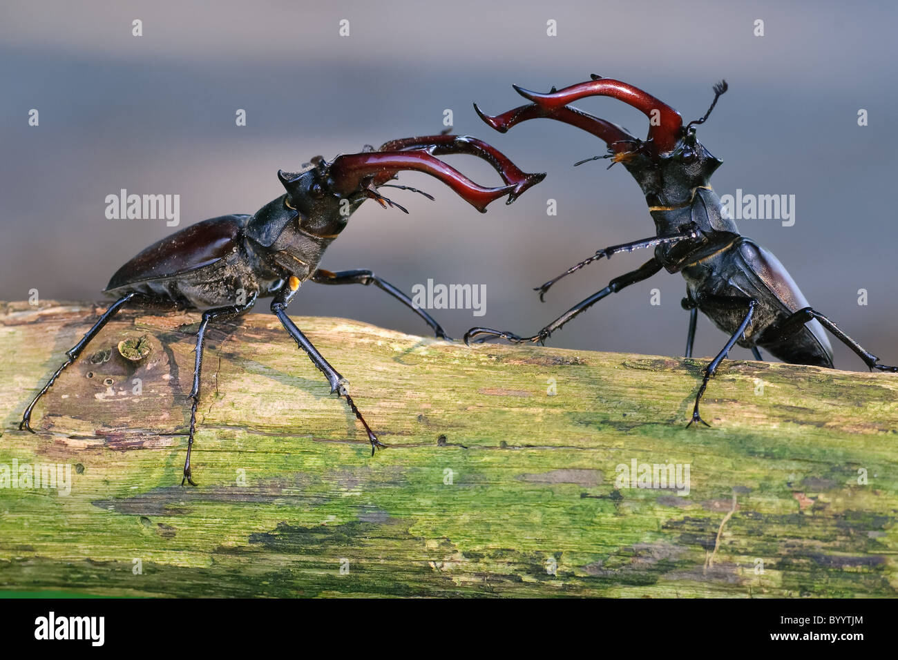 Bekämpfung der Hirschkäfer [Lucanus Cervus] eine Balz-ritual Stockfoto