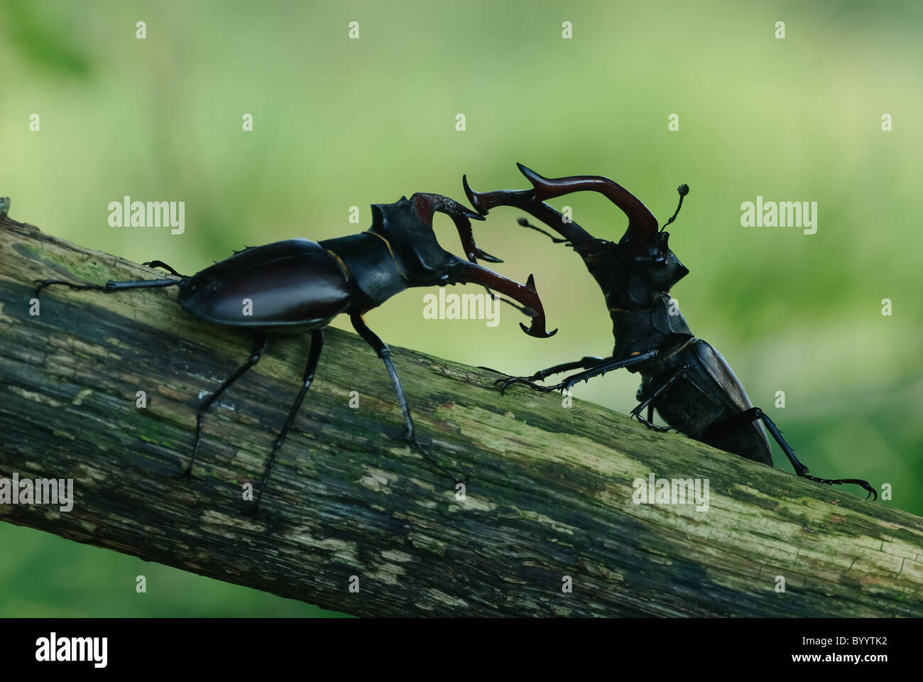 Bekämpfung der Hirschkäfer [Lucanus Cervus] eine Balz-ritual Stockfoto