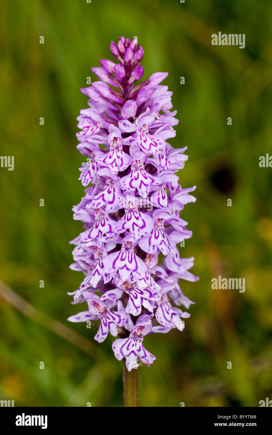 Gemeinsamen entdeckt Orchidee (Dactylorhiza Fuchsii), Blütenstand. Stockfoto