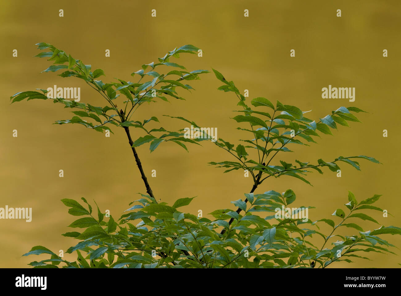 Gemeine Esche, europäischer Esche (Fraxinus Excelsior), Zweige mit Blättern. Stockfoto