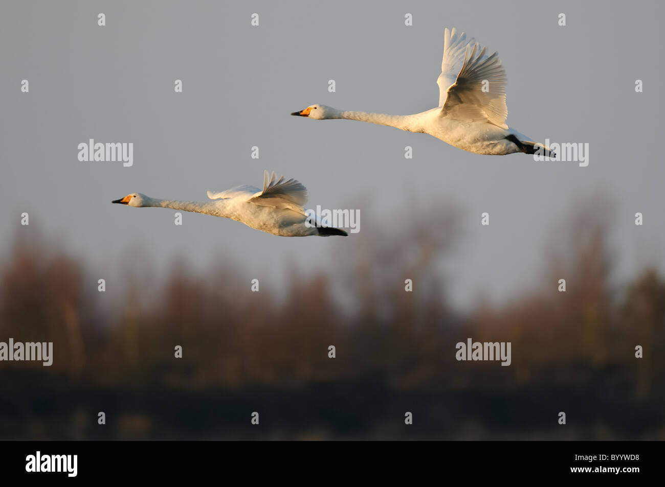 Singschwan (Cygnus Cygnus) Rastvogel, Schwan, Singschwan, Tier, Voegel, Vogel, Singschwan, Winter, Zugvogel Stockfoto