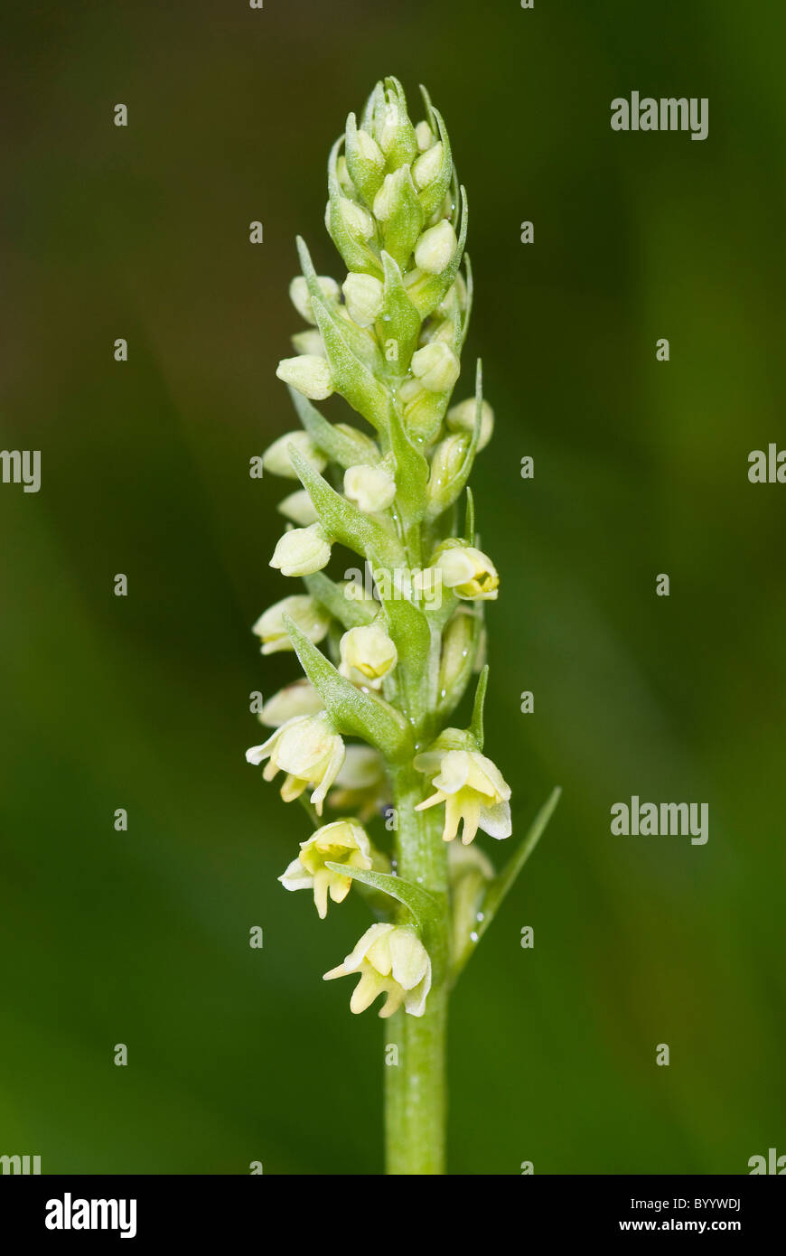 Moschus-Orchidee (Herminium Monorchis), Blütenstand. Stockfoto