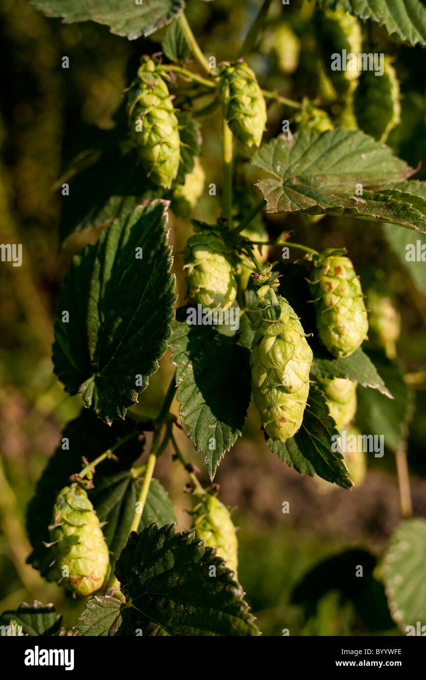 Gemeinsamen Hopfen (Humulus Lupulus), Ranke mit Blätter und Hopfen ...