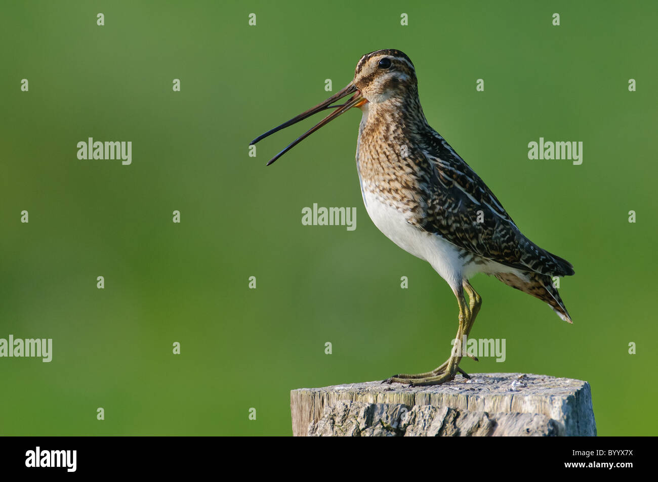 Pfauentaube Bekassine [Gallinago Gallinago], Norddeutschland Stockfoto