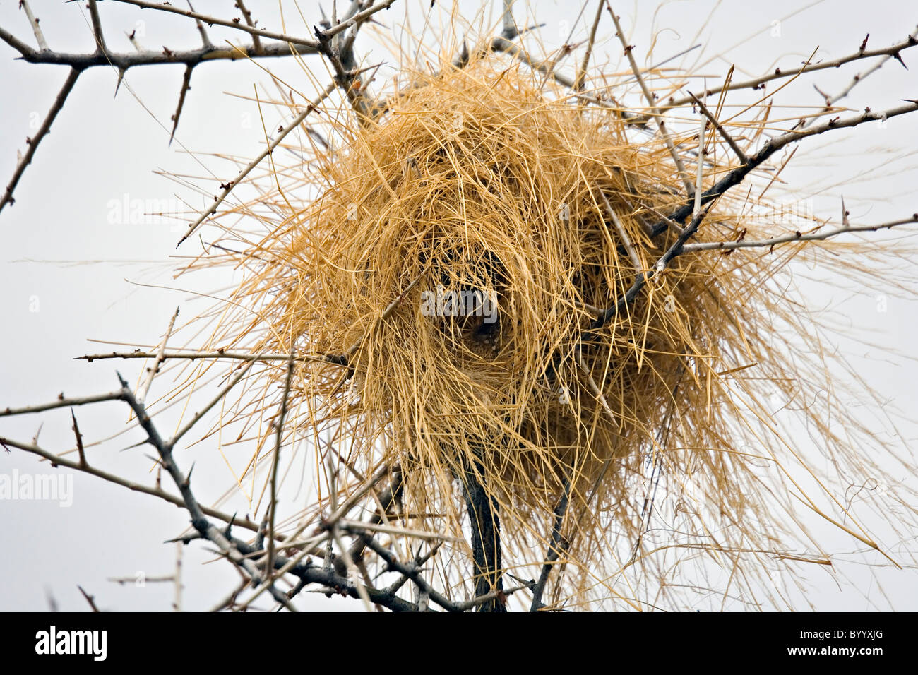 Weaver Vogelnest in Akazie Damaraland, Namibia Stockfoto