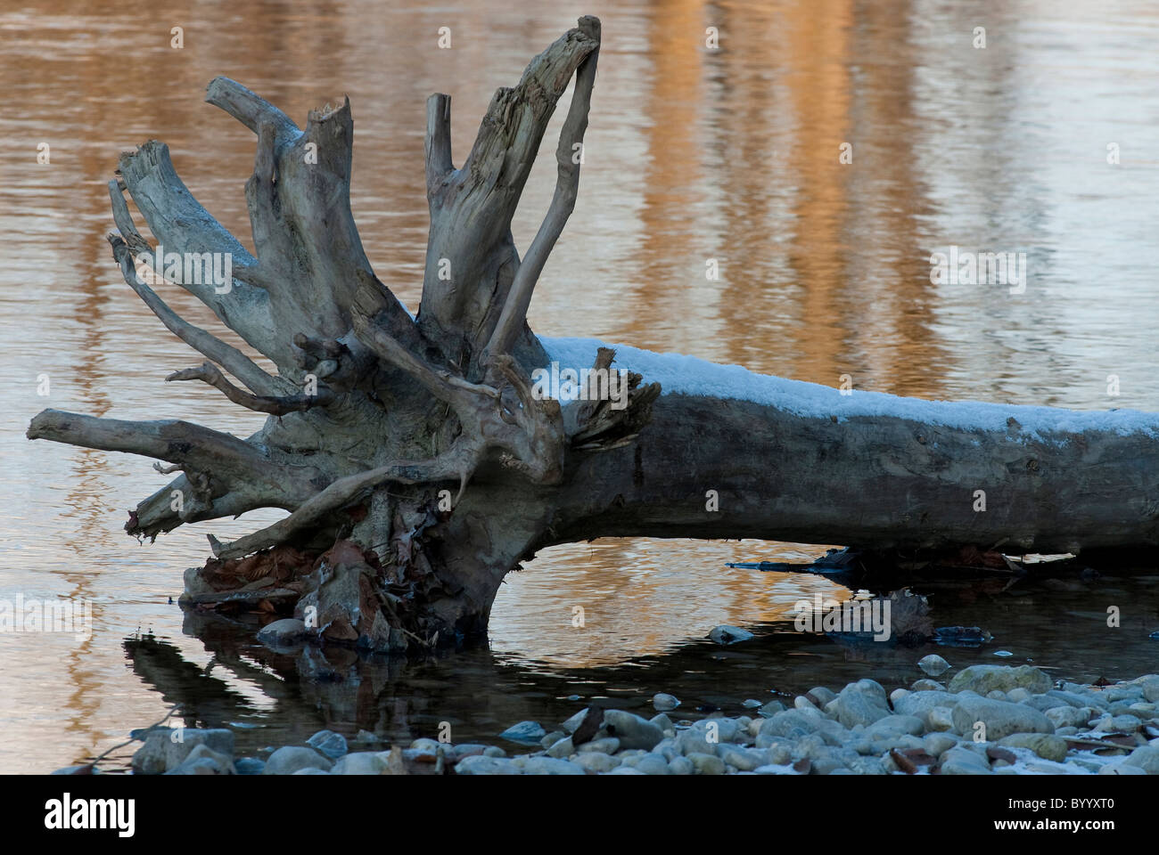 Die Wurzeln von toten Baum am Ufer der Isar im Winter, München, Bayern. Stockfoto