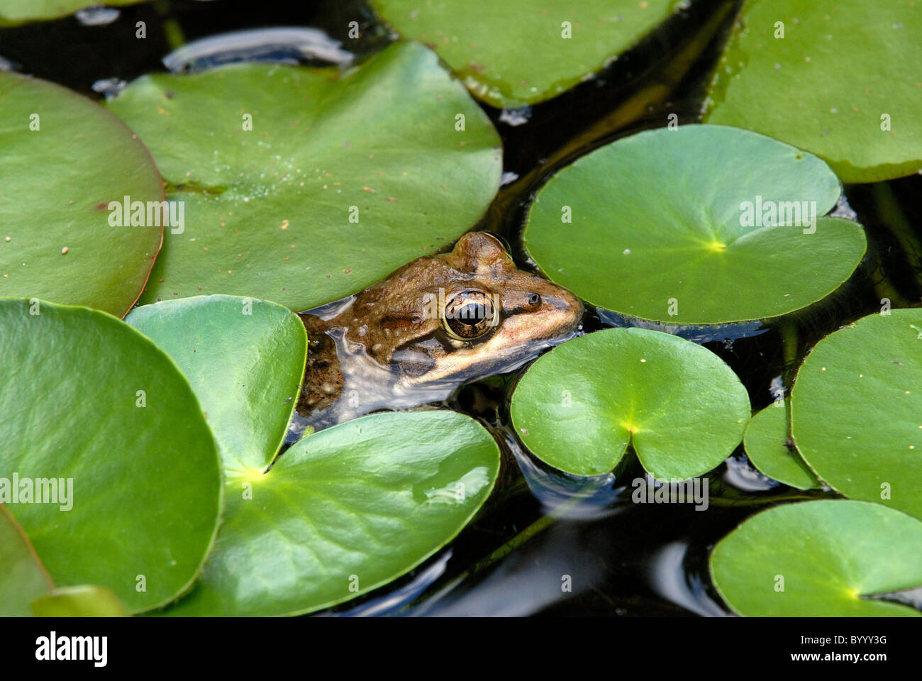 Lily pond frog Fotos und Bildmaterial in hoher Auflösung Alamy