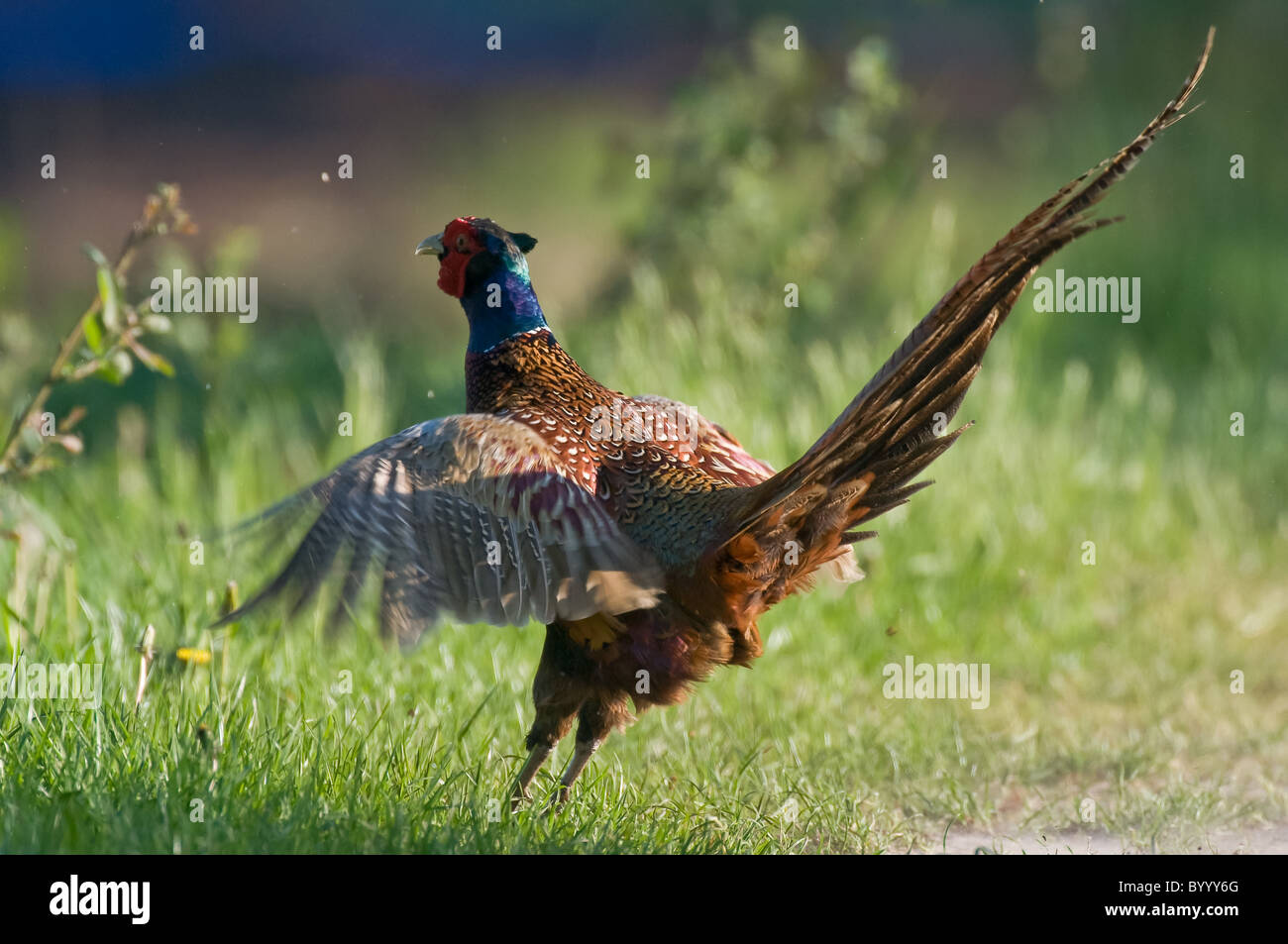 Der gemeine fasan Fotos und Bildmaterial in hoher Auflösung Alamy