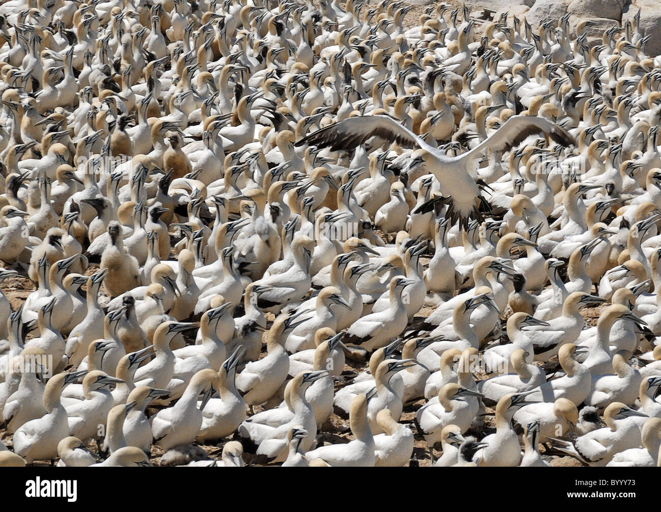 Tölpelkolonie, Lamberts Bay, Südafrika Stockfoto