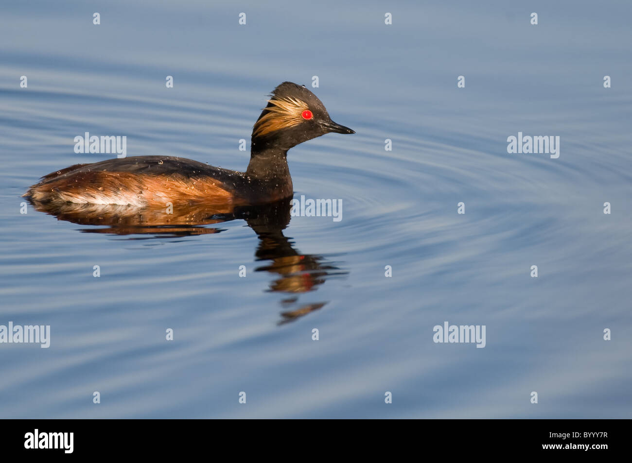 Schwarzhalstaucher Podiceps Nigricollis Schwarzhalstaucher Stockfoto