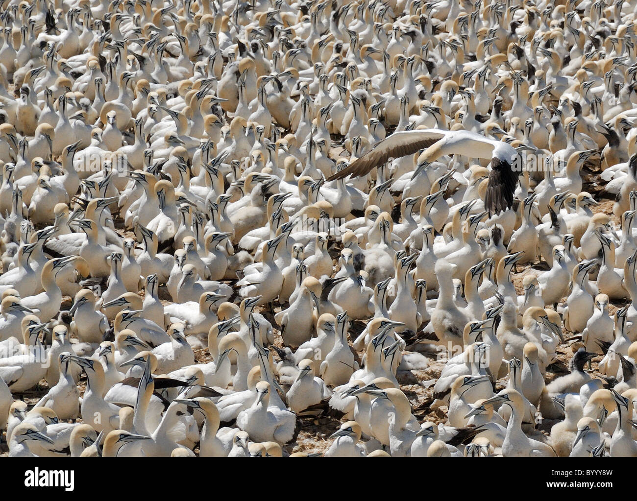 Tölpelkolonie, Lamberts Bay, Südafrika Stockfoto