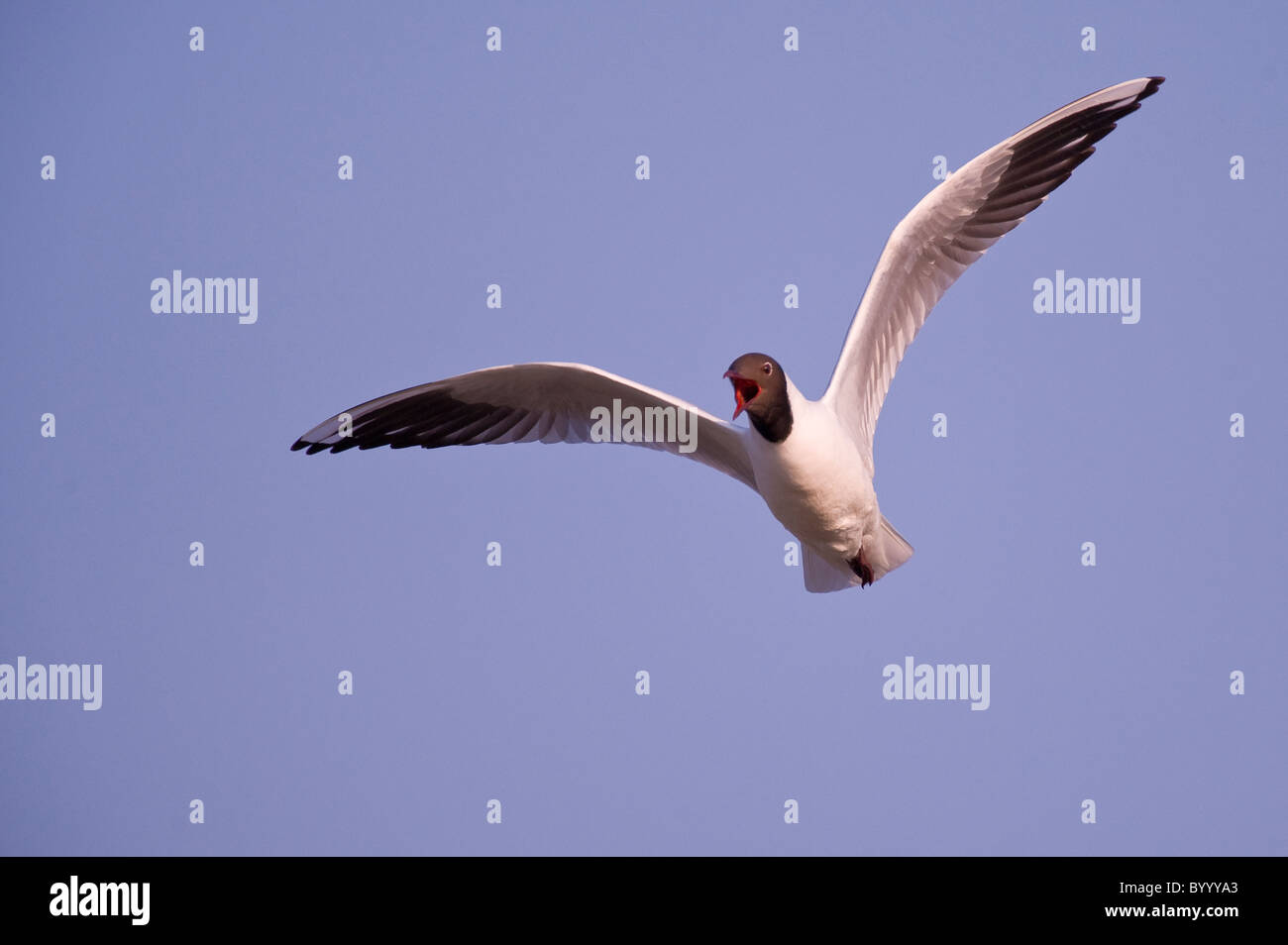 gemeinsamen Lachmöwe Larus ridibundus Stockfoto